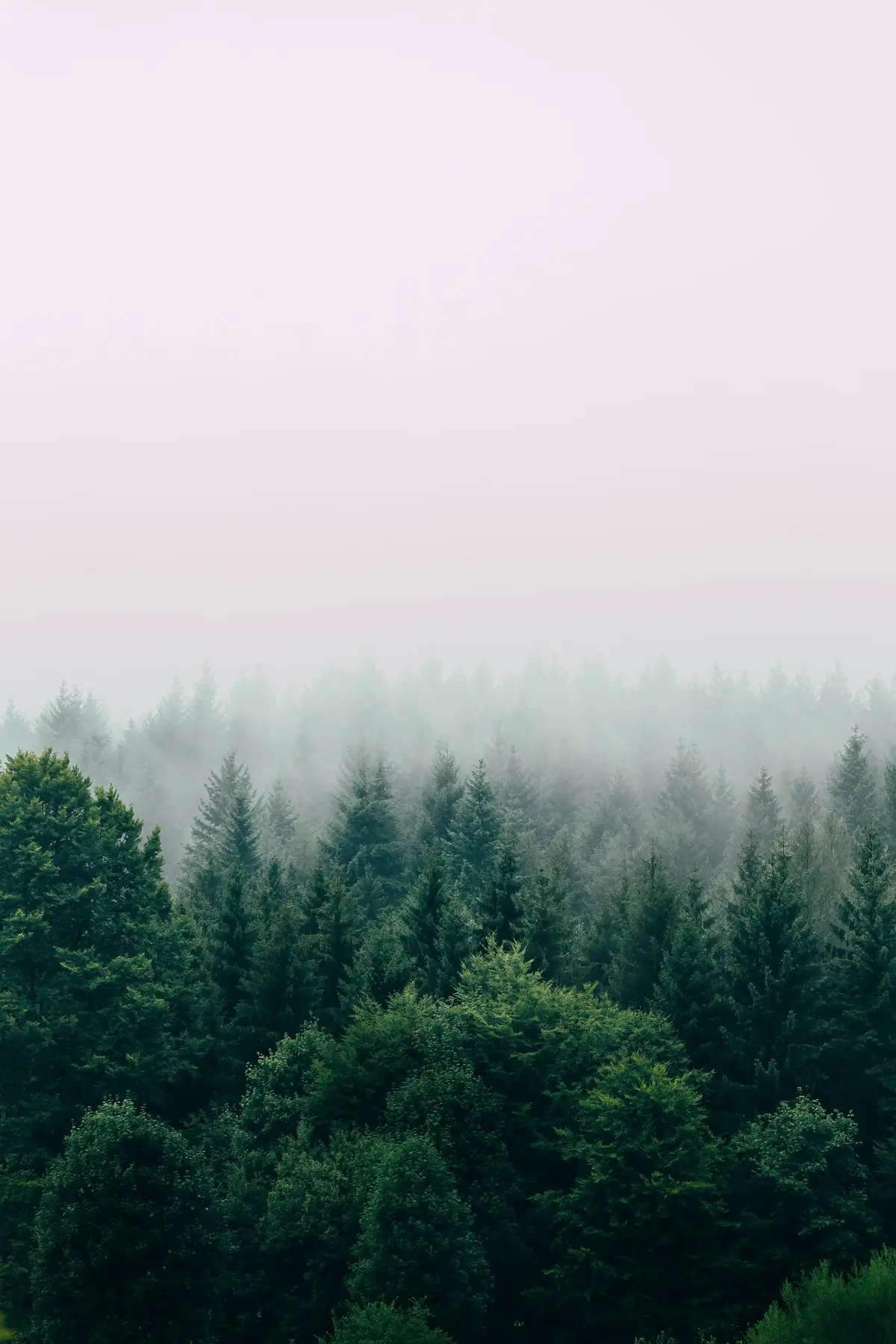Forest Collection